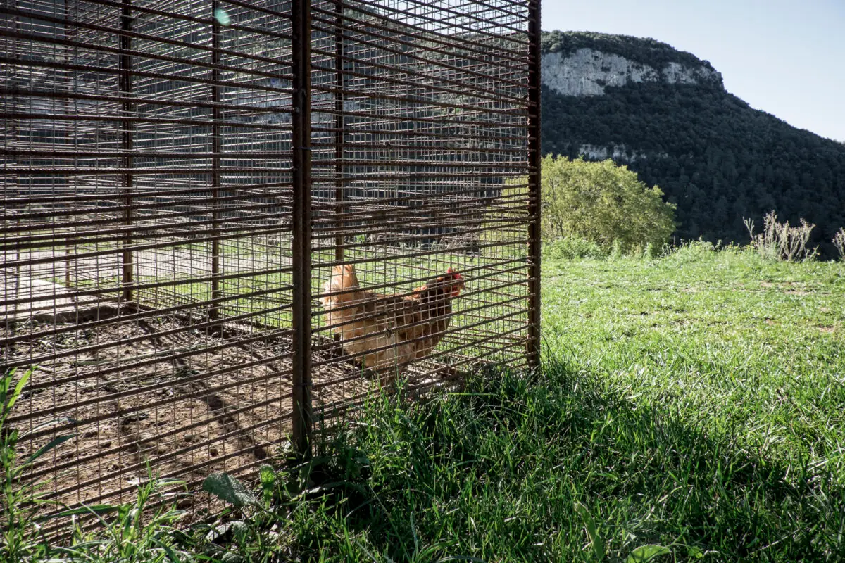 Can Bosch: projecte d’arquitectura — fotografia 10